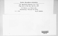 Marssonina betulae image